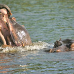 Hippopotamus 
